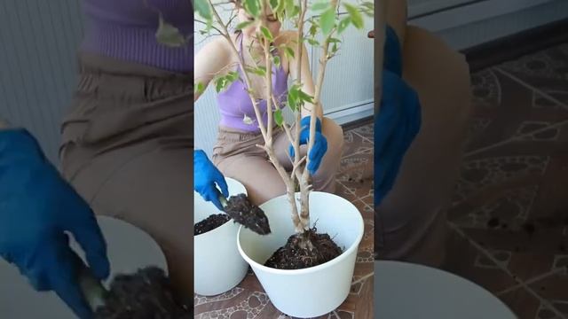 Пересадка фикуса Бенджамина #фикус #фикусбенджамина #пересадкарастений