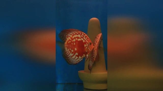 Долгожданный нерест дискусов из Апшеронска. #решисьивоплощай