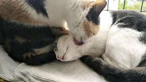 Кошки умываются