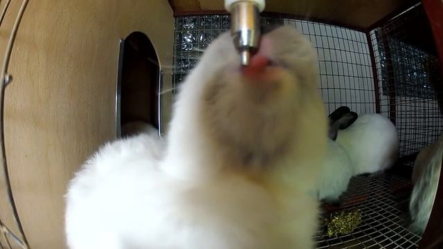 Поилки для кроликов, ниппельное поение смотреть онлайн