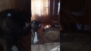 Собака тигровый боксер Бося