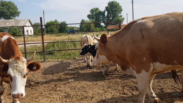 Симменталы отправляем в мясокомбинат на мясо. Выбраковка. We send the simmentals to the смотреть онлайн