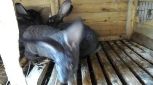 Можно ли кроликам лопух | КРОЛИКОВОДСТВО