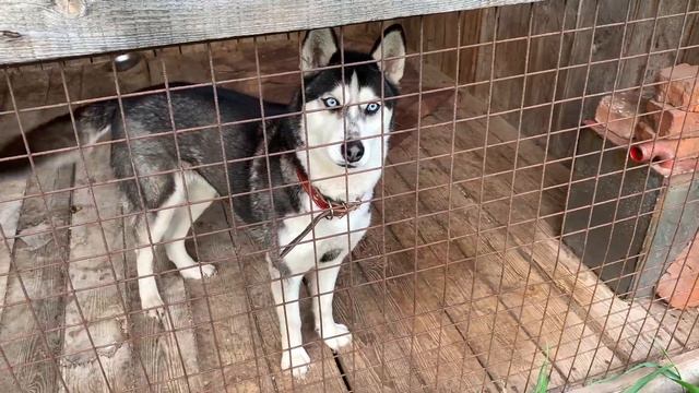 VLOG : ЗДЕСЬ НИКОГДА НЕ ВСПАХИВАЛИ ЗЕМЛЮ / ЧТО САЖАЮ В ОГОРОДЕ ? смотреть онлайн