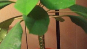 Новые "детки" июня. Молочай Беложильчатый – обзор 5 комнатных растений