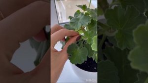 Как я удаляю цветоносы пеларгоний ?? #пеларгония #flowers #цветынабалконе