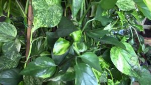 СЦИНДАПСУС АУРЕУМ, ЭПИПРЕМИУМ ЗОЛОТИСТЫЙ, МОЁ ЛЮБИМОЕ РАСТЕНИЕ!