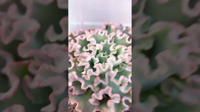 ECHEVERIA CORAL REEF PINK #echeveria