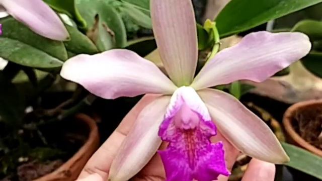 Trio of Cattleya Beautiful Kaylila смотреть онлайн
