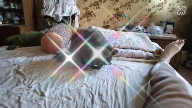 #домашниелюбимцы #чихуа#чихуавдомеывесналюбовь. домашние питомцы. Хочется весны