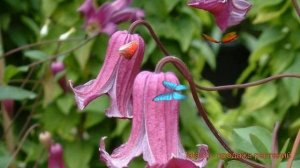 Клематис ботанический Фэй (clematis fay) ? клематис Фэй обзор: как сажать саженцы клематиса Фэй