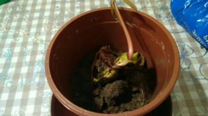 Как вырастить манго из косточки в домашних условиях. Секреты успеха.