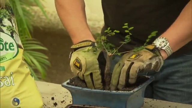 Growing Bonsais is easy using Osmocote Professional Bonsai Mix смотреть онлайн