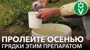 Чем пролить почву ОСЕНЬЮ ОТ ЗИМУЮЩИХ ПОЧВЕННЫХ ВРЕДИТЕЛЕЙ? Обзор проверенных биопрепаратов