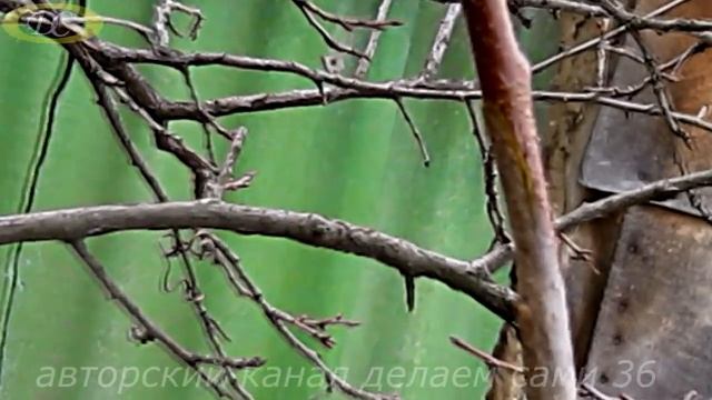 от А до Я до результата.Как прививать плодовые деревья.Что можно привить на сливу