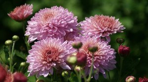 Как создать красивый цветник с многолетними хризантемами