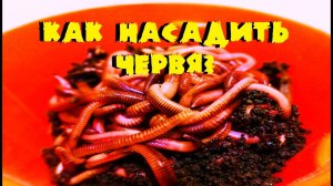 Как насадить червя на крючек? Эффективные способы.