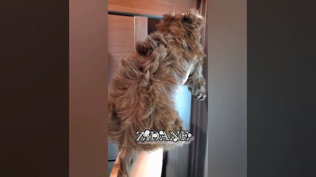 шоколадные Йорки. Чернигов. Два брата, много шоколада!