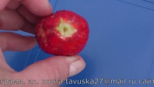 ГУРМАНДИН ремонтантный сорт клубники