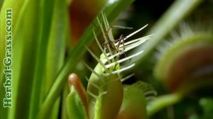 Копия видео "Цветок хищник плотоядного растения Венерина мухоловка"