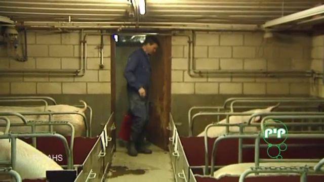 Chrisal Нуф-нуф, наф-наф, ниф-ниф смотреть онлайн