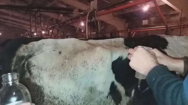 Внутрибрюшинное введение лекарств