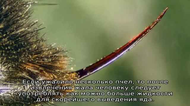 Жало пчелы смотреть онлайн