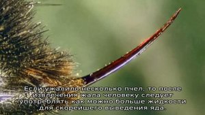 Жало пчелы