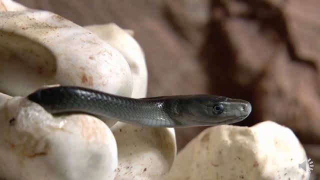 Чёрная мамба: между жизнью и смертью смотреть онлайн