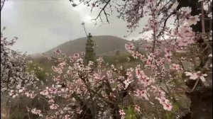 На Тенерифе цветет миндаль