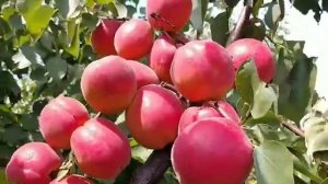 Ексклюзивна новинка! Абрикос Дігат! Apricot Digat. Майже ідеальний сорт!