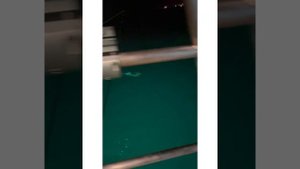 Тест фонаря на кальмара