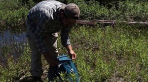 Wetlands on the Canadian Shield | Natural History Walk | Orchids, Beaver, Sphagnum, Iris & Maple