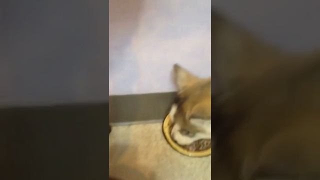 Дрессировка хаски 2.5 месяца смотреть онлайн