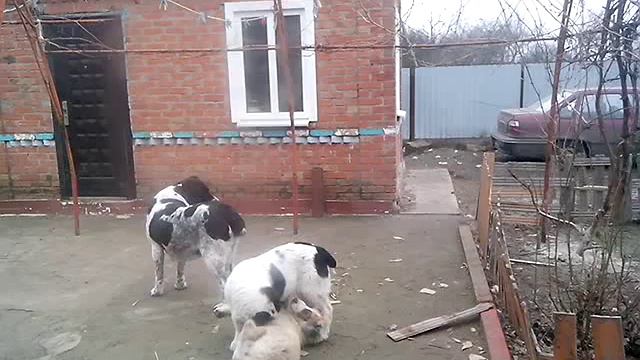 продаются щенки САО смотреть онлайн