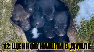 На Ставрополье ищут дом 12 щенкам, найденным в дупле