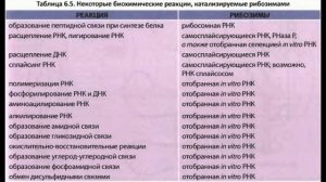 Мир РНК и происхождение жизни