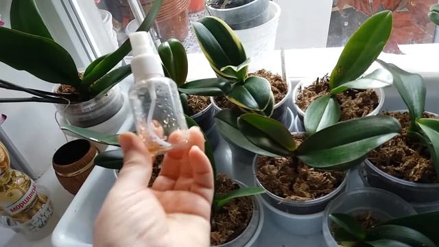 Фаленопсисы. Применение Микоризы смотреть онлайн