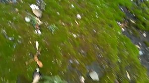 Мох всем помог. Применение мха в огороде и для комнатных растений
