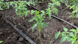 Помидоры идут в рост со страшной силой! Как пасынковать и формировать томаты для крупного урожая