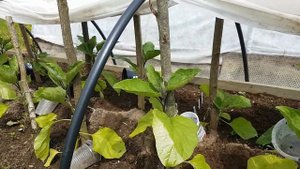 Баклажаны от А до Я