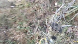 Как избавиться от побегов сливы