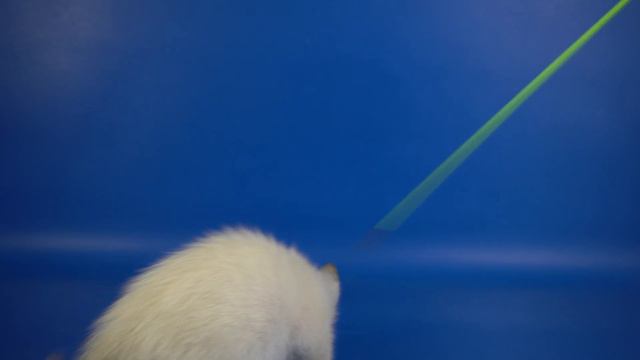 Тайская девочка Terry Gamlet, 1 месяц 11 дней, окрас сил-пойнт, https://www.thaigamlet.ru/ смотреть онлайн