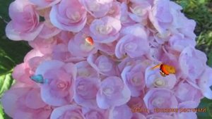 Гортензия крупнолистовая Ю энд ми лав ? обзор: как сажать, саженцы гортензии Ю энд ми лав