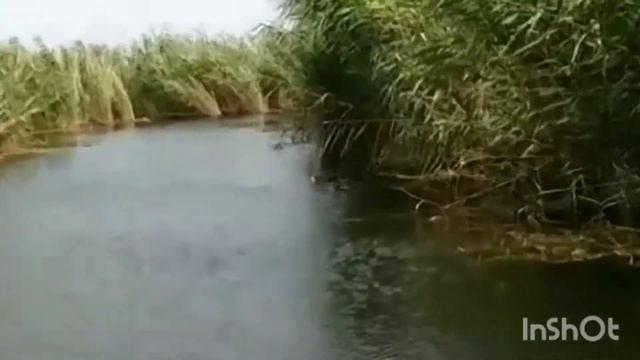 Ловля Щуки Рыбалка Дагестан смотреть онлайн