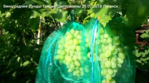 Ранний виноград Ух-ты или Шамаханская царица...25.07.2018 Луганск