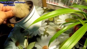 Новое растение // Цветочные будни : они будут благодарны за пересадку : колумнея , и другие