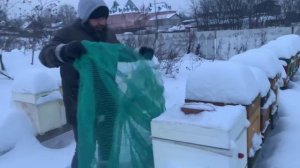 Технология защиты пчел от птиц - накрытие сеткой