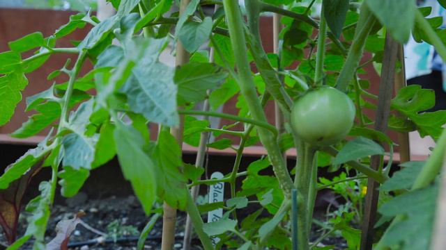 Urban Farming: Growing Food in NYC