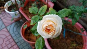 Hoa hồng Salmanasar đã đổi màu